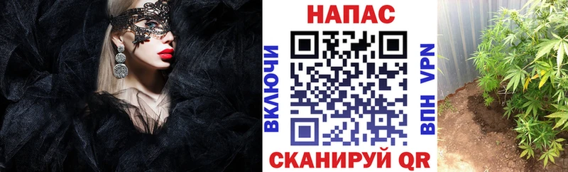 Купить  Дно  Конопля AK-47 